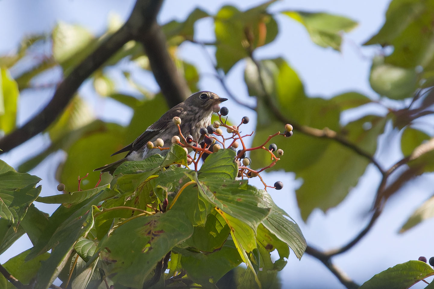 Canon EOS 60D + TAMRON SP 150-600mm F/5-6.3 Di VC USD (A011) and DxO PureRAW 3