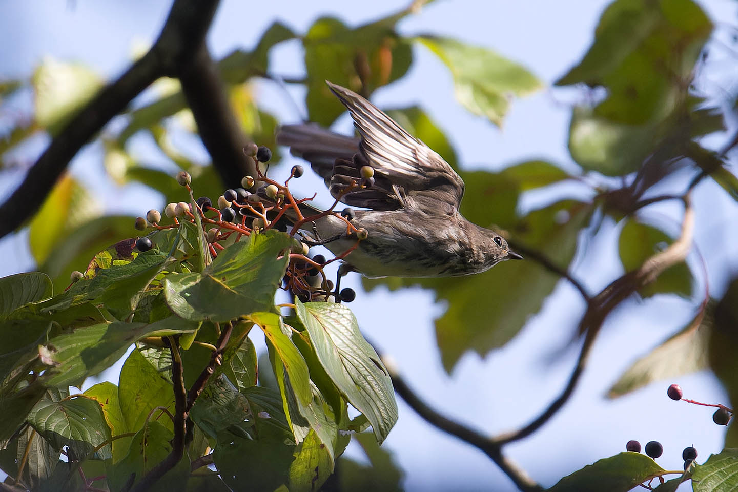 Canon EOS 60D + TAMRON SP 150-600mm F/5-6.3 Di VC USD (A011) and DxO PureRAW 3