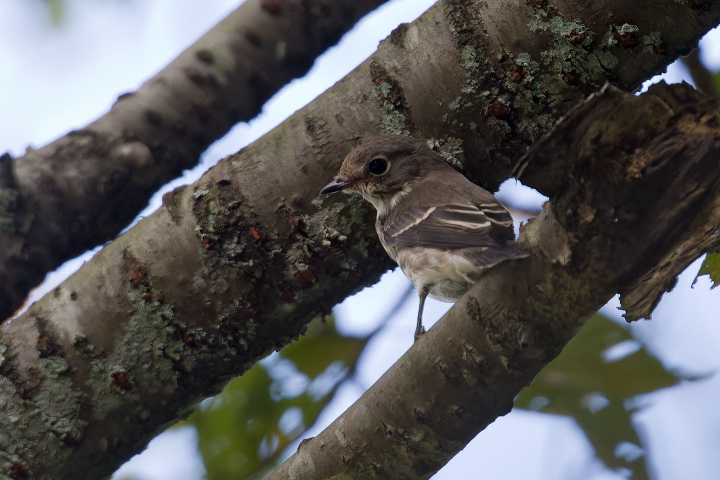 Canon EOS 60D + TAMRON SP 150-600mm F/5-6.3 Di VC USD (A011) and DxO PureRAW 3