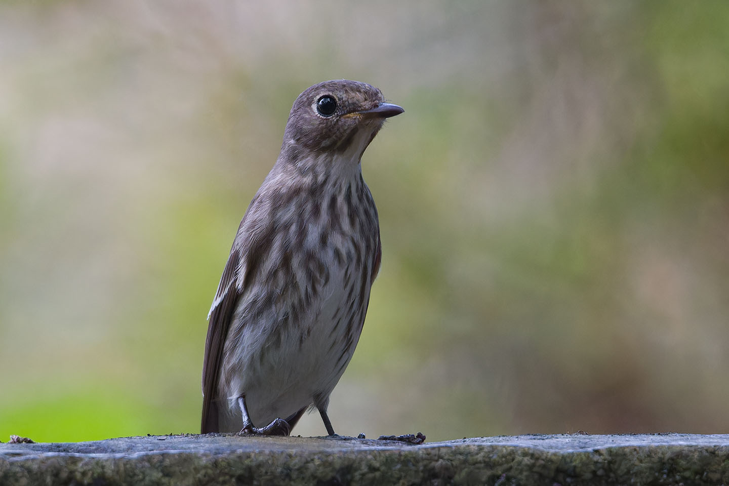 Canon EOS 60D + TAMRON SP 150-600mm F/5-6.3 Di VC USD (A011) and DxO PureRAW 3