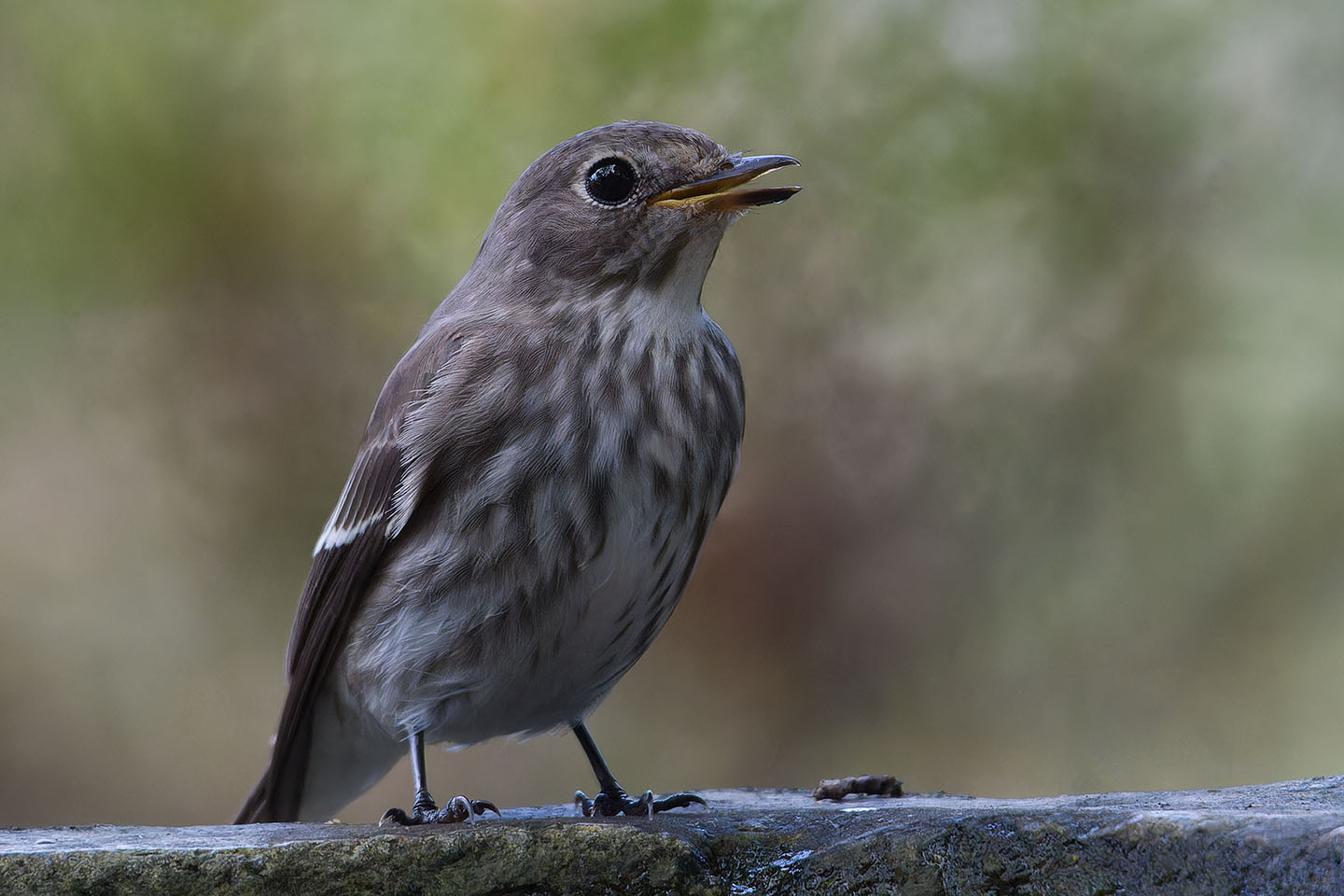 Canon EOS 60D + TAMRON SP 150-600mm F/5-6.3 Di VC USD (A011) and DxO PureRAW 3