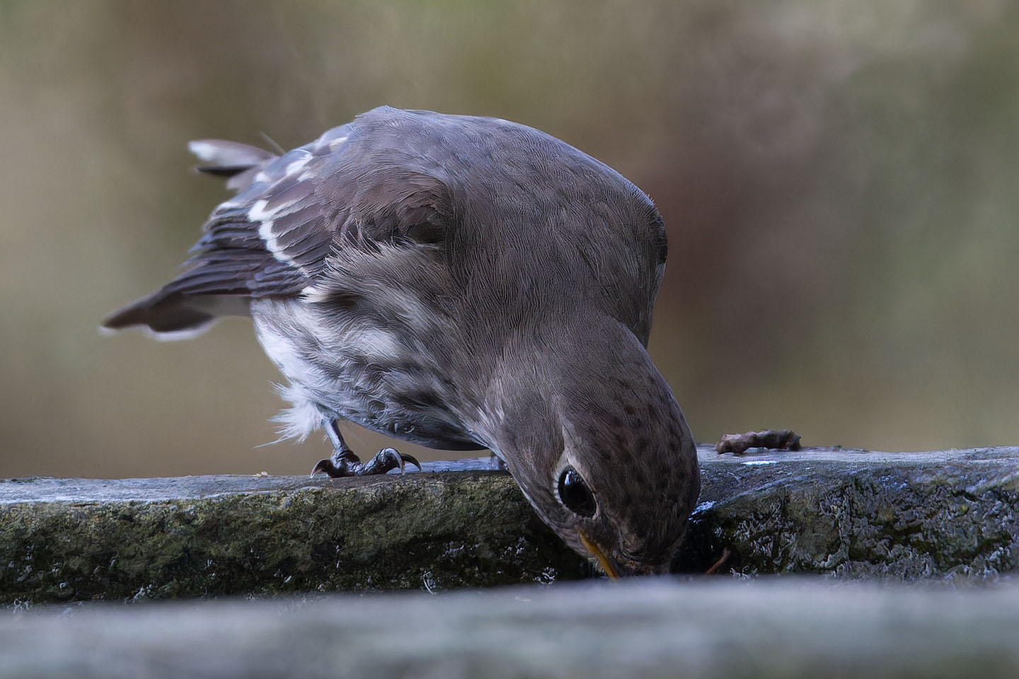 Canon EOS 60D + TAMRON SP 150-600mm F/5-6.3 Di VC USD (A011) and DxO PureRAW 3