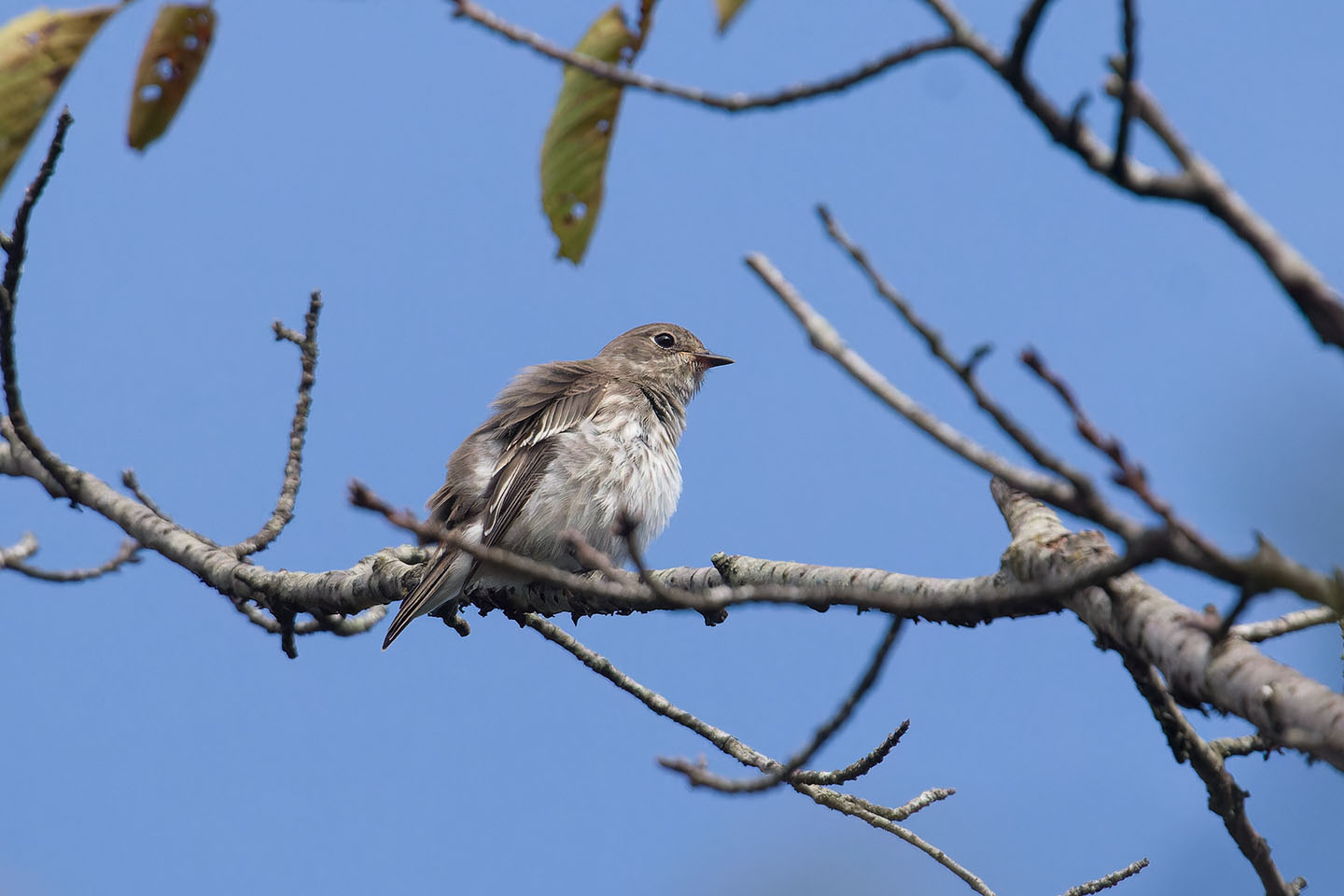 Canon EOS 60D + TAMRON SP 150-600mm F/5-6.3 Di VC USD (A011) and DxO PureRAW 3