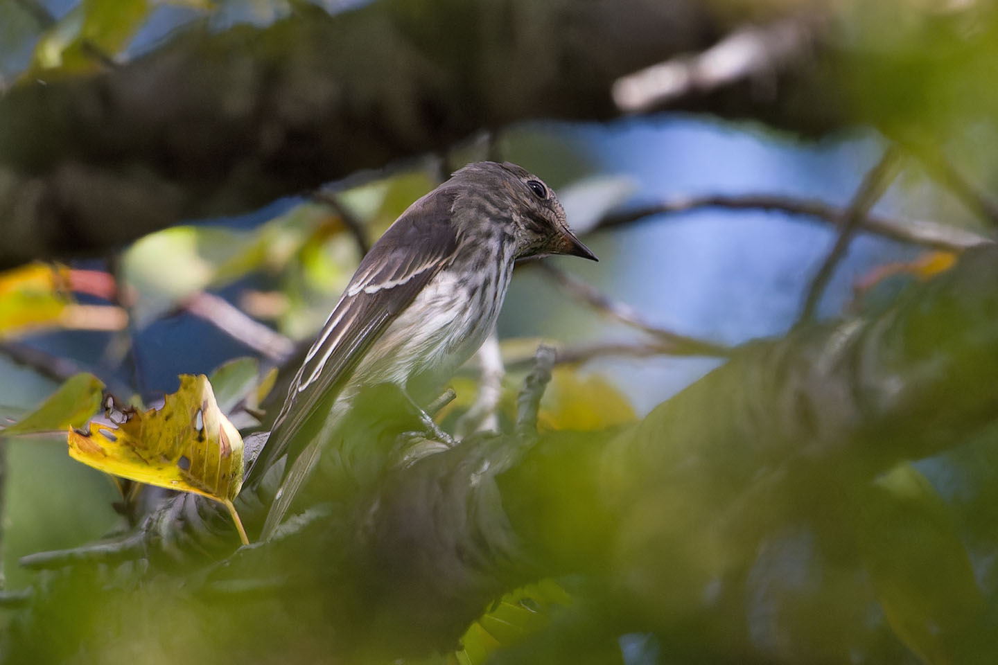 Canon EOS 60D + TAMRON SP 150-600mm F/5-6.3 Di VC USD (A011) and DxO PureRAW 3