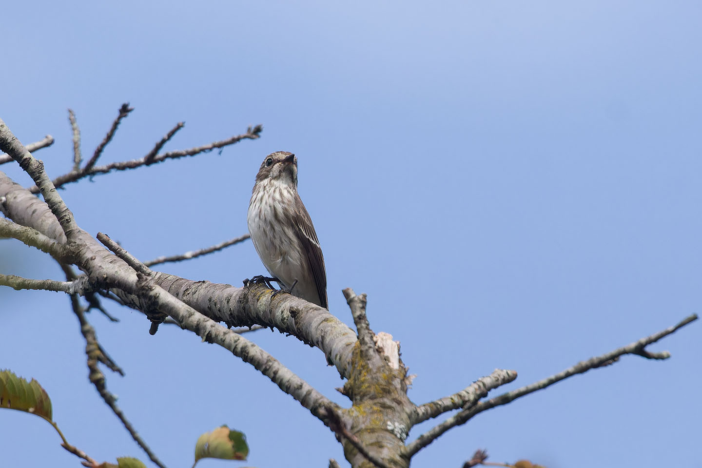 Canon EOS 60D + TAMRON SP 150-600mm F/5-6.3 Di VC USD (A011) and DxO PureRAW 3