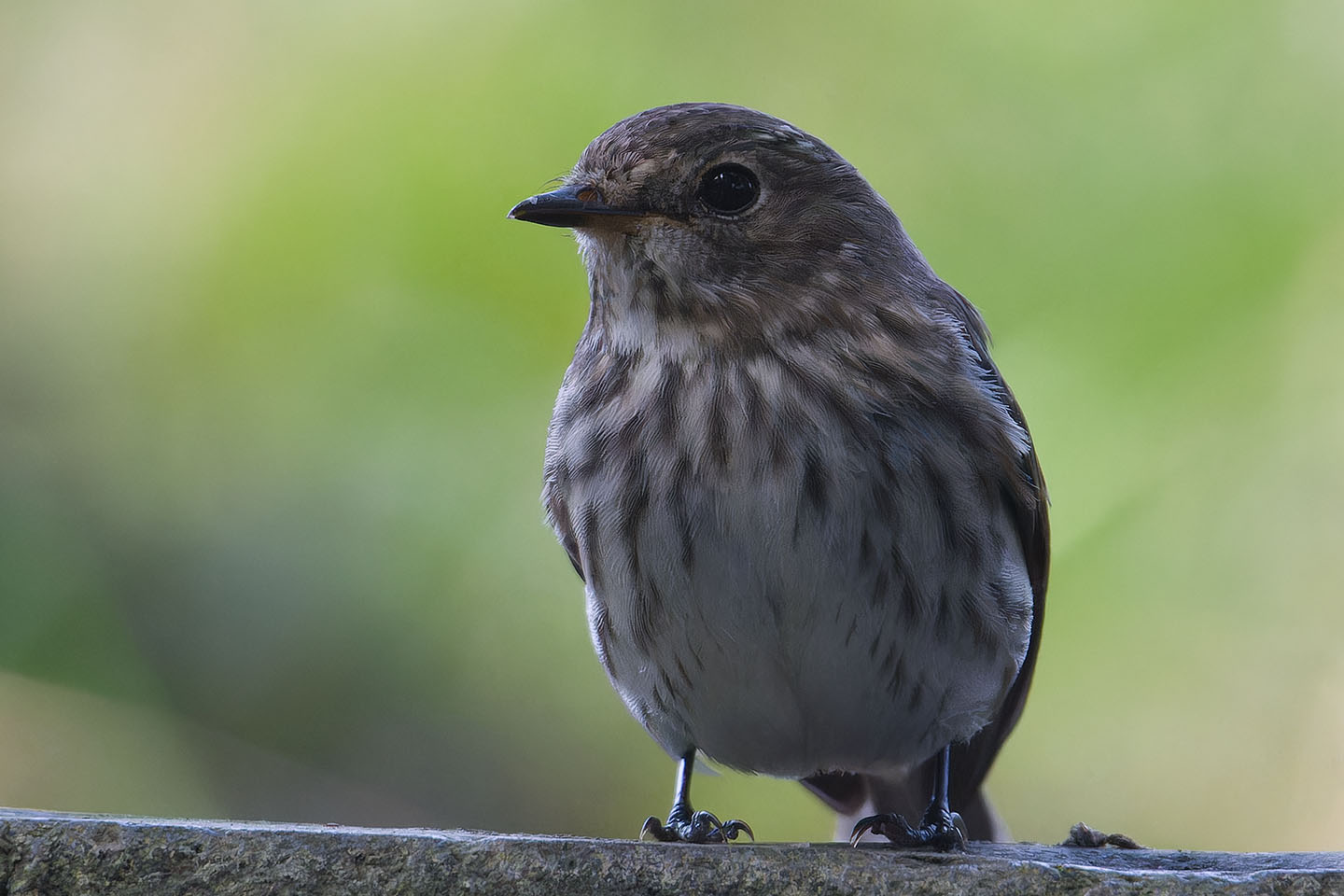 Canon EOS 60D + TAMRON SP 150-600mm F/5-6.3 Di VC USD (A011) and DxO PureRAW 3