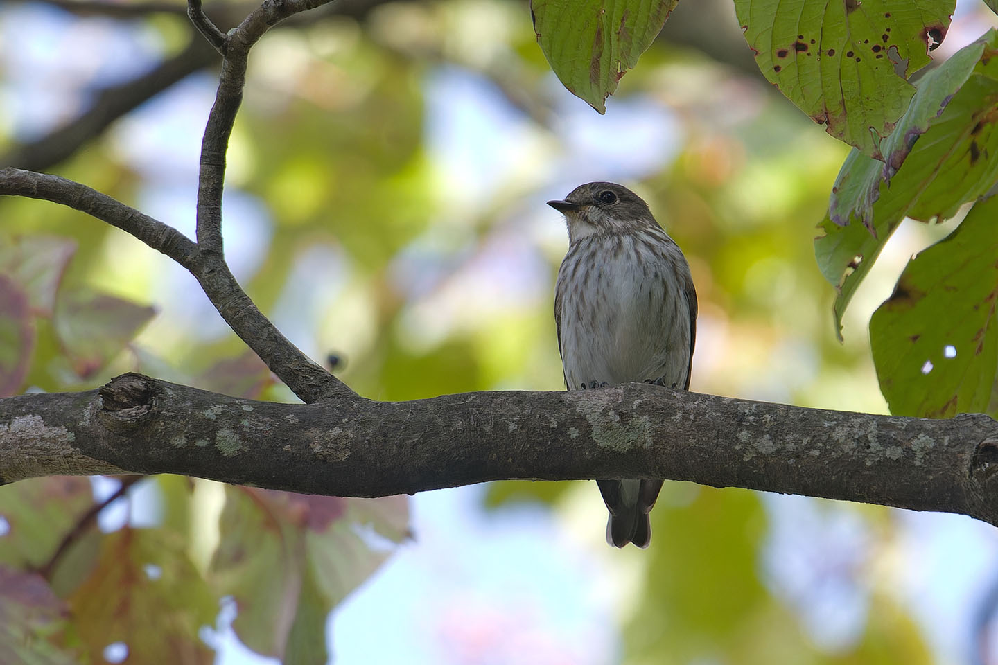 Canon EOS 60D + TAMRON SP 150-600mm F/5-6.3 Di VC USD (A011) and DxO PureRAW 3