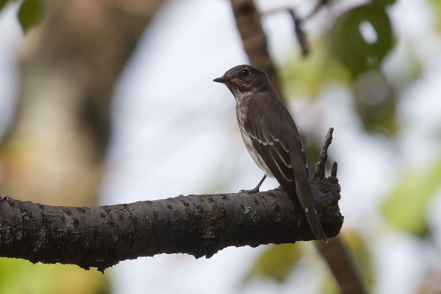 Canon EOS 60D + TAMRON SP 150-600mm F/5-6.3 Di VC USD (A011) and DxO PureRAW 3
