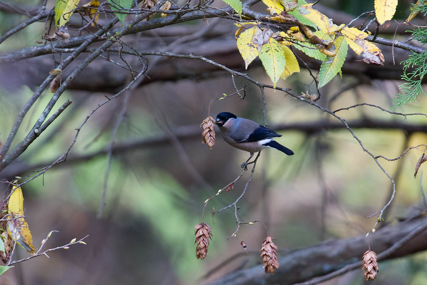 Canon EOS 60D + TAMRON SP 150-600mm F/5-6.3 Di VC USD (A011) and DxO PureRAW 3
