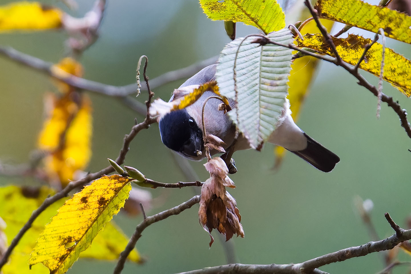 Canon EOS 60D + TAMRON SP 150-600mm F/5-6.3 Di VC USD (A011) and DxO PureRAW 3