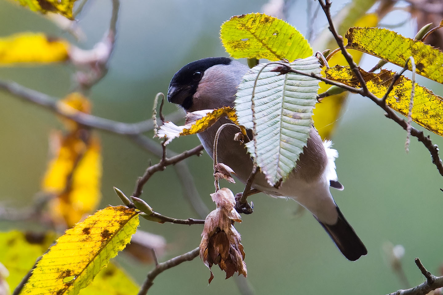 Canon EOS 60D + TAMRON SP 150-600mm F/5-6.3 Di VC USD (A011) and DxO PureRAW 3