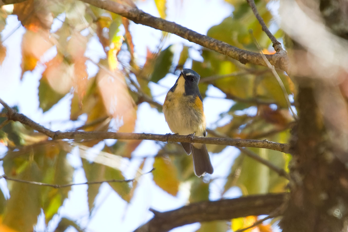 Canon EOS 60D + TAMRON SP 150-600mm F/5-6.3 Di VC USD (A011) and DxO PureRAW 3