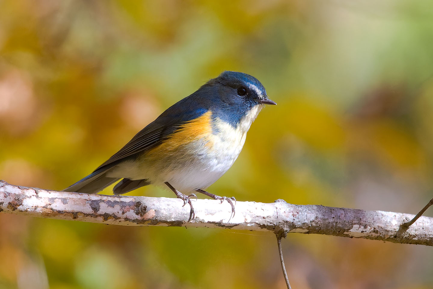 Canon EOS 60D + TAMRON SP 150-600mm F/5-6.3 Di VC USD (A011) and DxO PureRAW 3