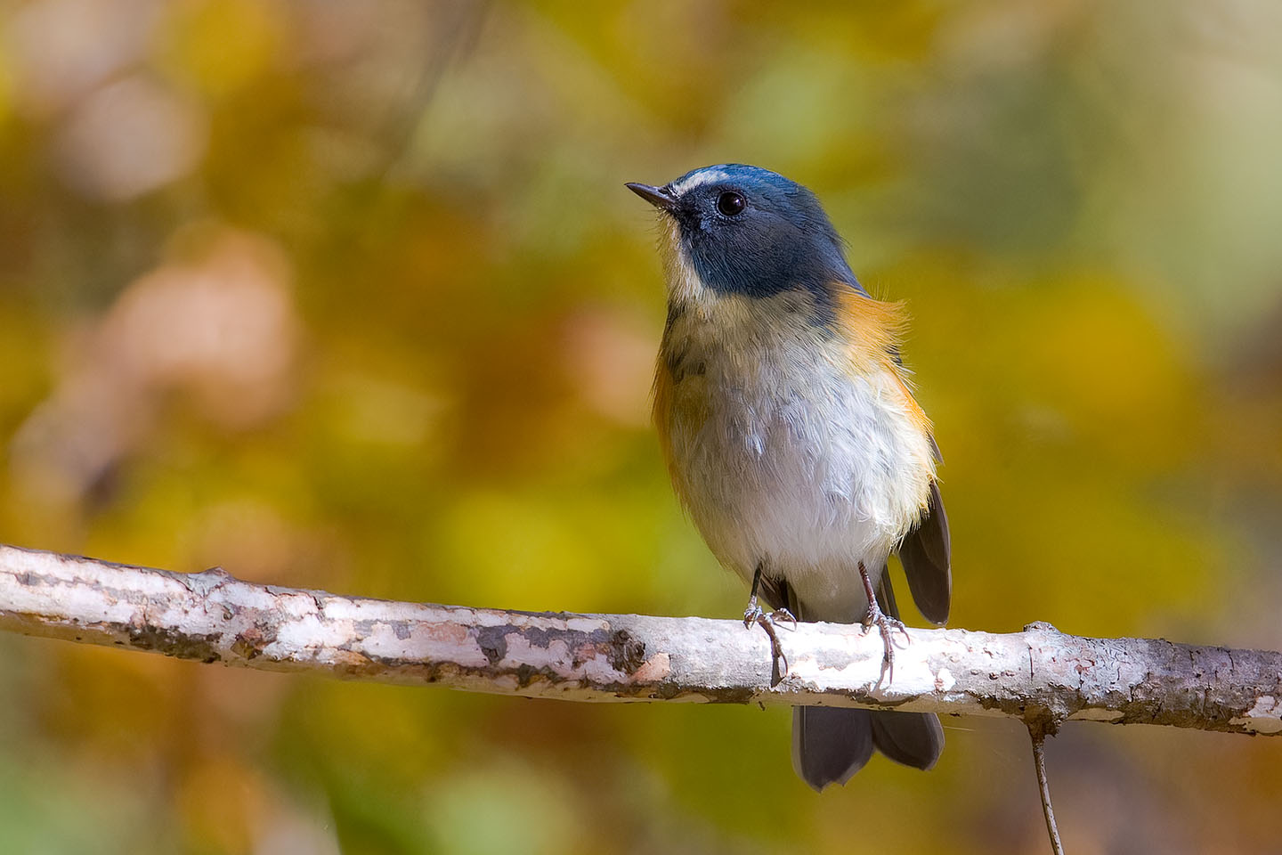 Canon EOS 60D + TAMRON SP 150-600mm F/5-6.3 Di VC USD (A011) and DxO PureRAW 3