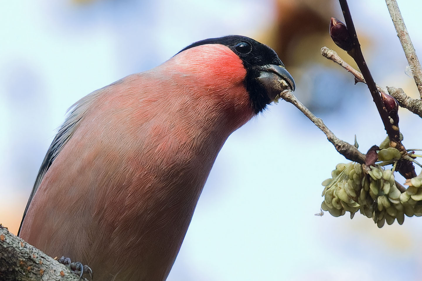 Canon EOS 60D + TAMRON SP 150-600mm F/5-6.3 Di VC USD (A011) and DxO PureRAW 3