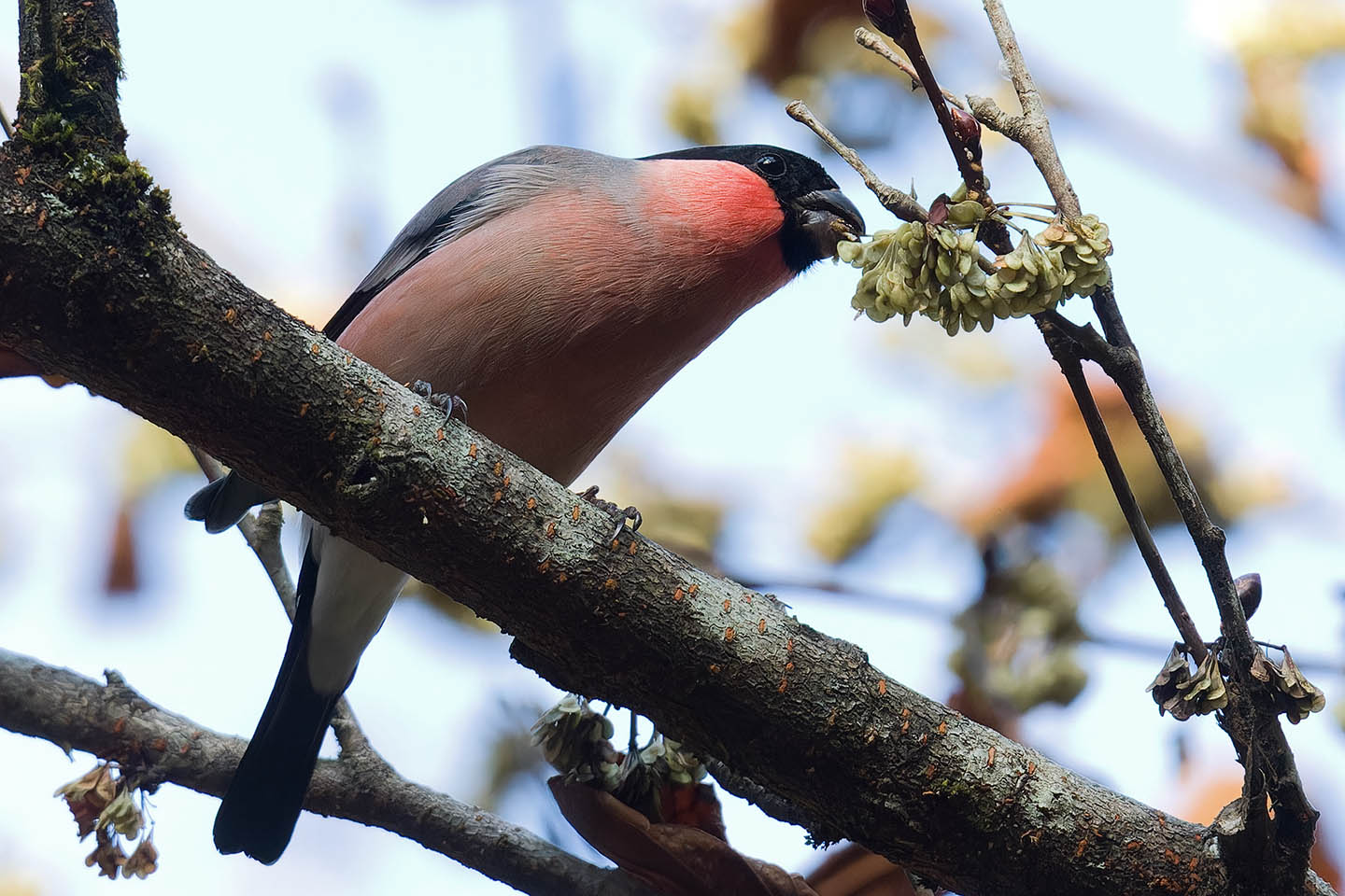 Canon EOS 60D + TAMRON SP 150-600mm F/5-6.3 Di VC USD (A011) and DxO PureRAW 3