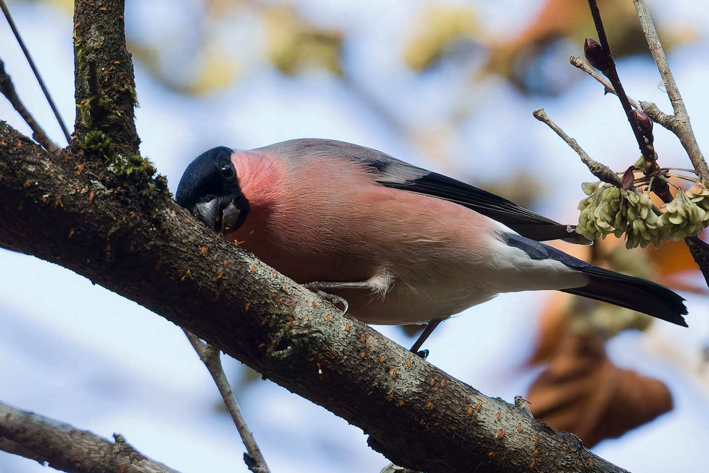 Canon EOS 60D + TAMRON SP 150-600mm F/5-6.3 Di VC USD (A011) and DxO PureRAW 3