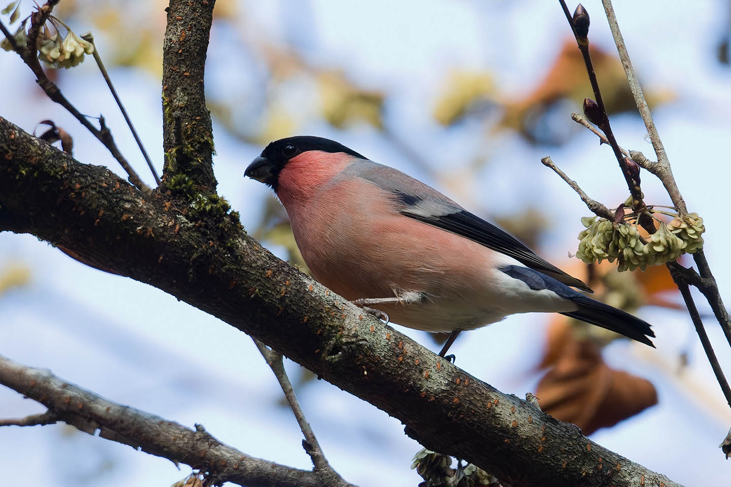 Canon EOS 60D + TAMRON SP 150-600mm F/5-6.3 Di VC USD (A011) and DxO PureRAW 3