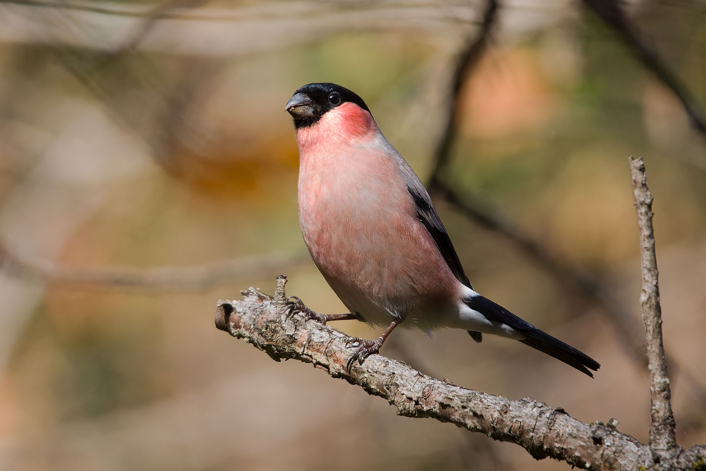 Canon EOS 60D + TAMRON SP 150-600mm F/5-6.3 Di VC USD (A011) and DxO PureRAW 3