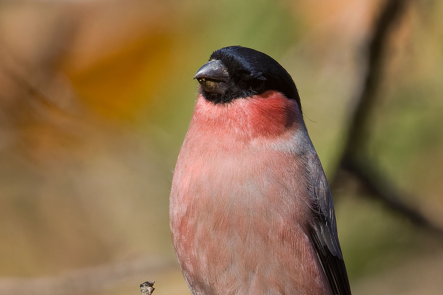 Canon EOS 60D + TAMRON SP 150-600mm F/5-6.3 Di VC USD (A011) and DxO PureRAW 3