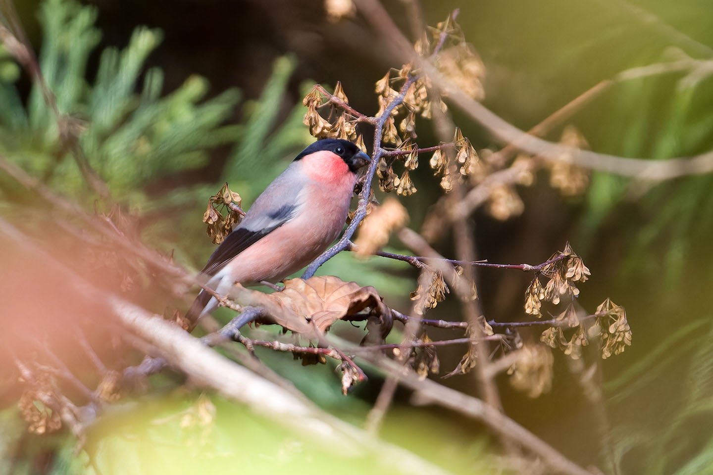 Canon EOS 60D + TAMRON SP 150-600mm F/5-6.3 Di VC USD (A011) and DxO PureRAW 3