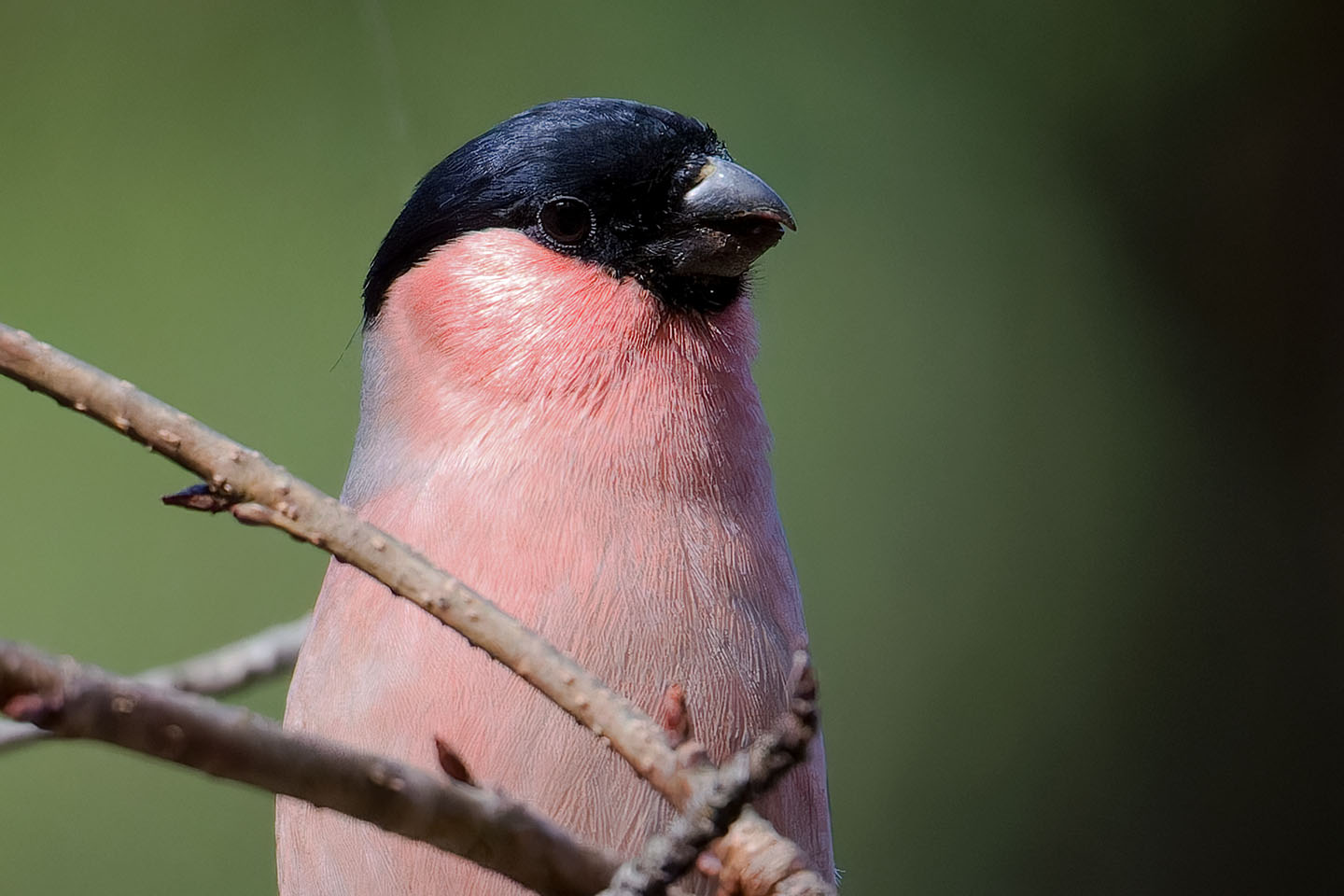 Canon EOS 60D + TAMRON SP 150-600mm F/5-6.3 Di VC USD (A011) and DxO PureRAW 3