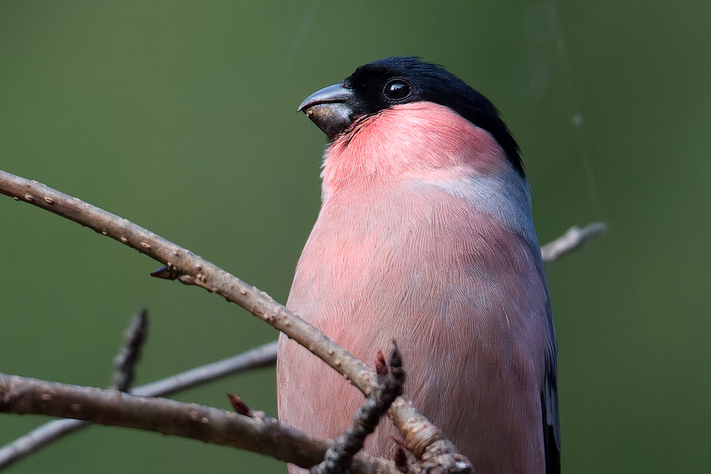 Canon EOS 60D + TAMRON SP 150-600mm F/5-6.3 Di VC USD (A011) and DxO PureRAW 3