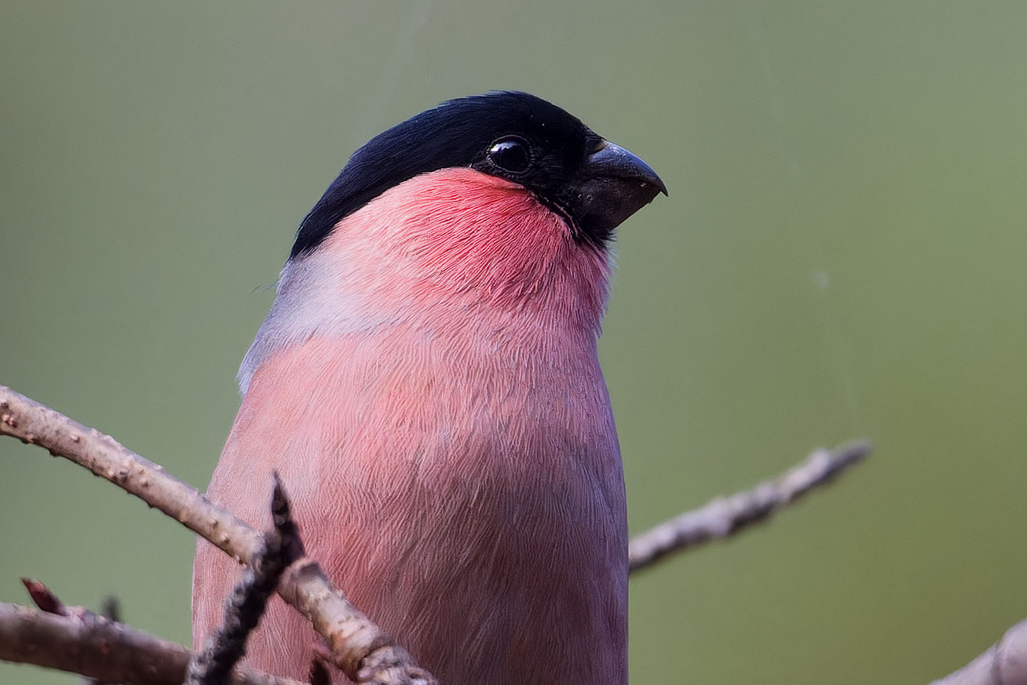 Canon EOS 60D + TAMRON SP 150-600mm F/5-6.3 Di VC USD (A011) and DxO PureRAW 3