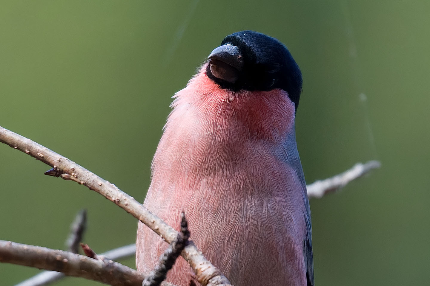 Canon EOS 60D + TAMRON SP 150-600mm F/5-6.3 Di VC USD (A011) and DxO PureRAW 3