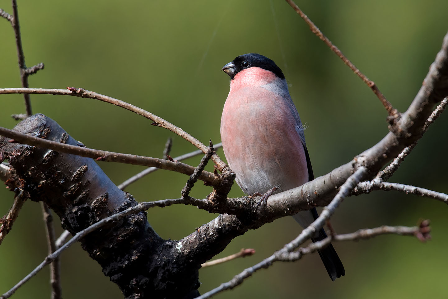 Canon EOS 60D + TAMRON SP 150-600mm F/5-6.3 Di VC USD (A011) and DxO PureRAW 3