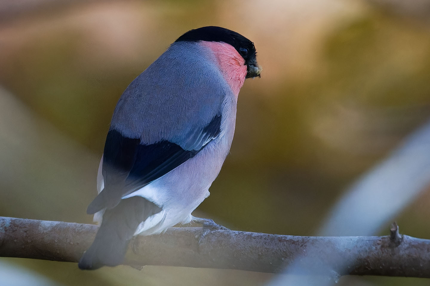 Canon EOS 60D + TAMRON SP 150-600mm F/5-6.3 Di VC USD (A011) and DxO PureRAW 3