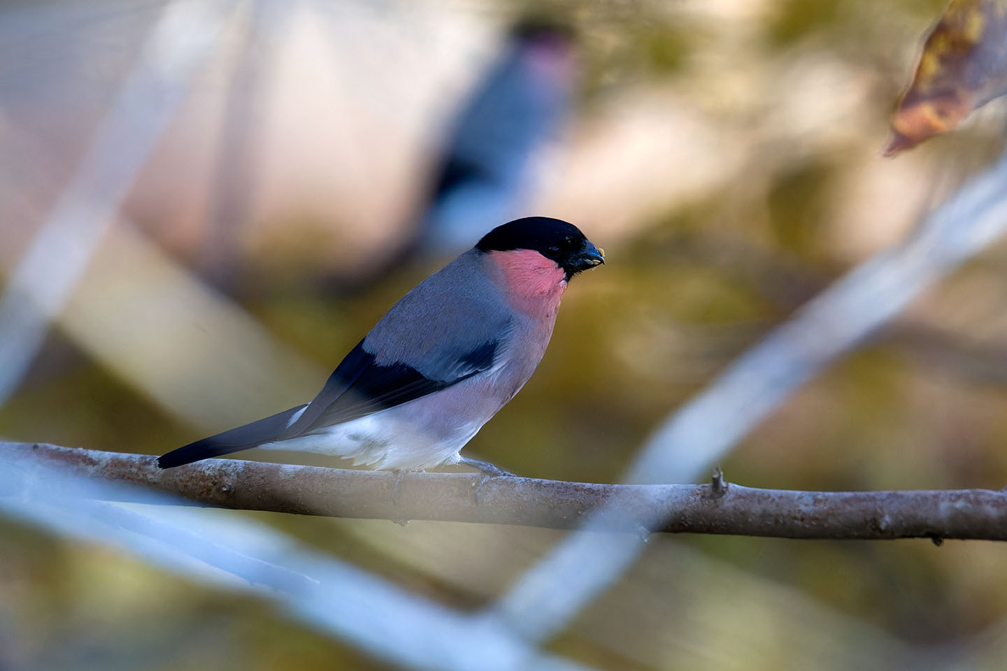 Canon EOS 60D + TAMRON SP 150-600mm F/5-6.3 Di VC USD (A011) and DxO PureRAW 3