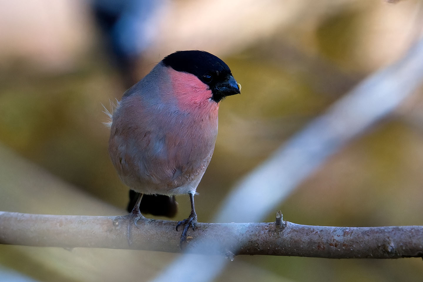 Canon EOS 60D + TAMRON SP 150-600mm F/5-6.3 Di VC USD (A011) and DxO PureRAW 3