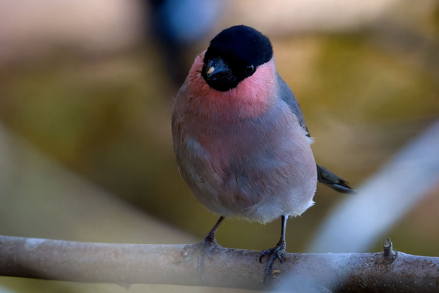 Canon EOS 60D + TAMRON SP 150-600mm F/5-6.3 Di VC USD (A011) and DxO PureRAW 3