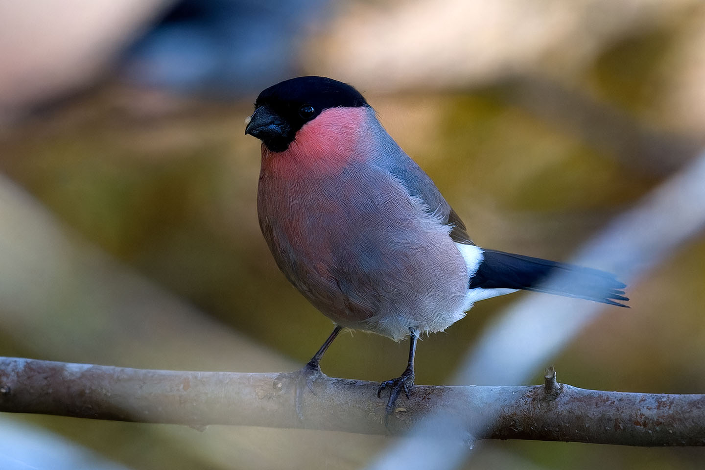 Canon EOS 60D + TAMRON SP 150-600mm F/5-6.3 Di VC USD (A011) and DxO PureRAW 3