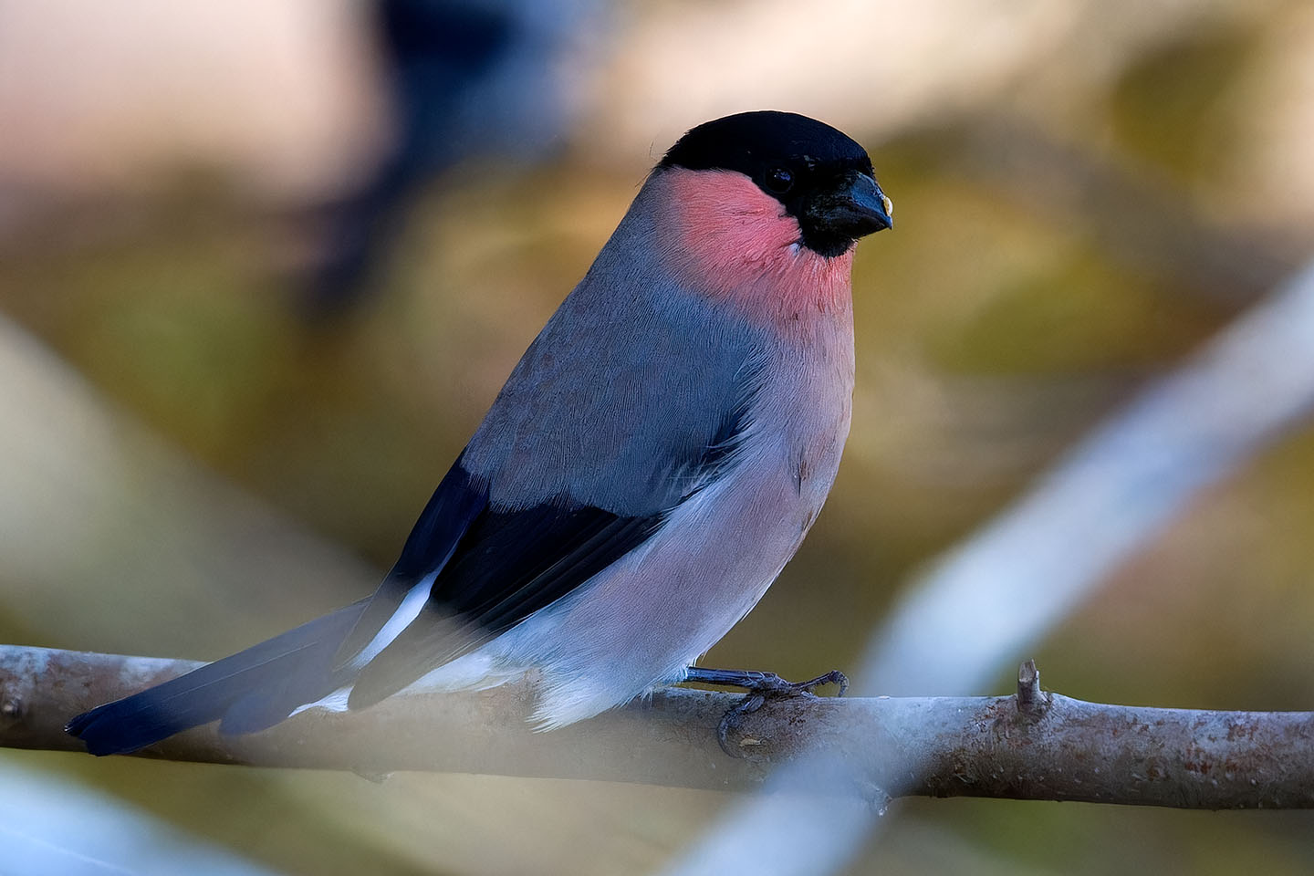 Canon EOS 60D + TAMRON SP 150-600mm F/5-6.3 Di VC USD (A011) and DxO PureRAW 3