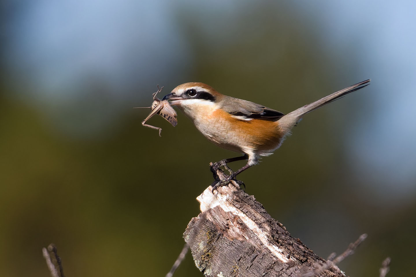 Canon EOS 60D + TAMRON SP 150-600mm F/5-6.3 Di VC USD (A011) and DxO PureRAW 3