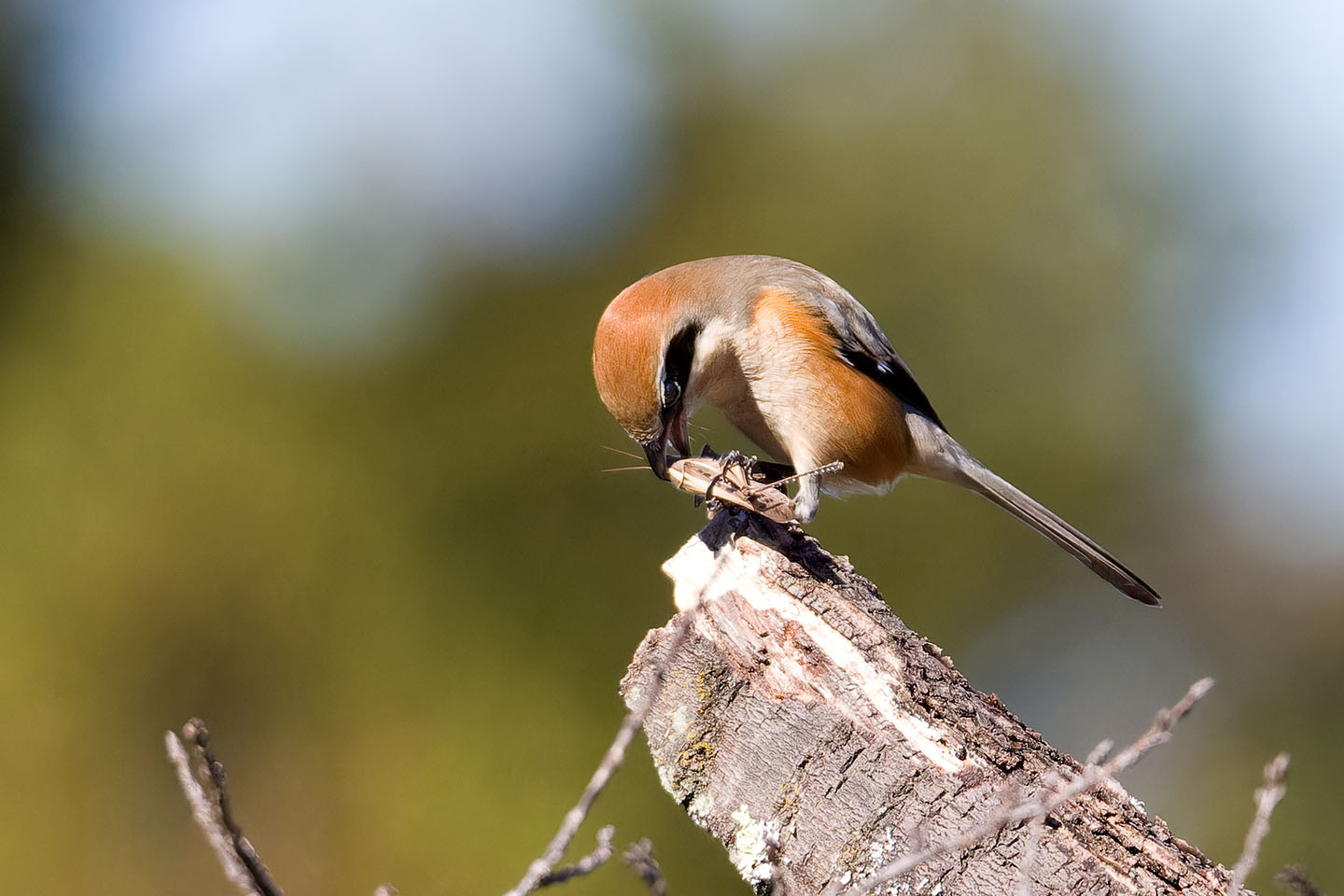 Canon EOS 60D + TAMRON SP 150-600mm F/5-6.3 Di VC USD (A011) and DxO PureRAW 3