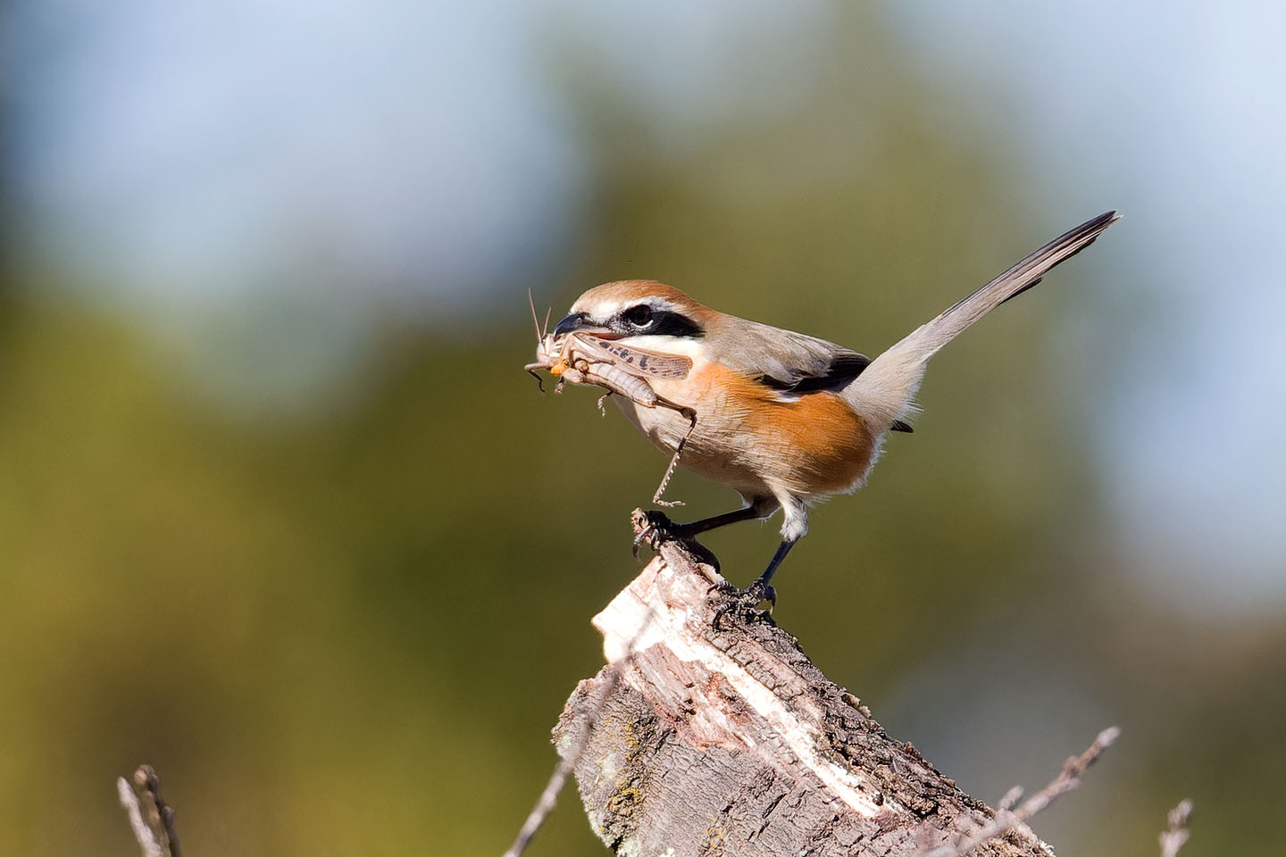 Canon EOS 60D + TAMRON SP 150-600mm F/5-6.3 Di VC USD (A011) and DxO PureRAW 3