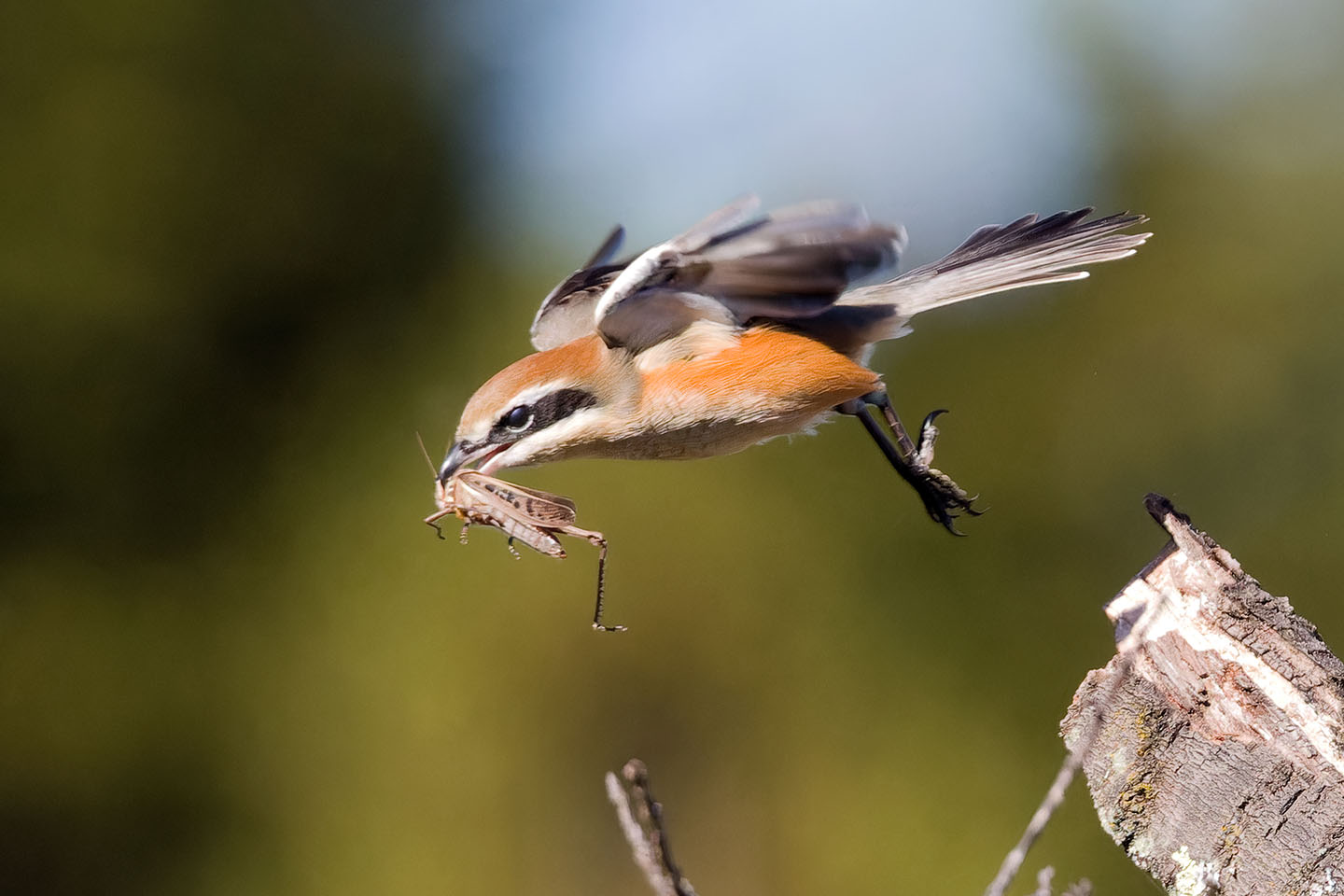 Canon EOS 60D + TAMRON SP 150-600mm F/5-6.3 Di VC USD (A011) and DxO PureRAW 3