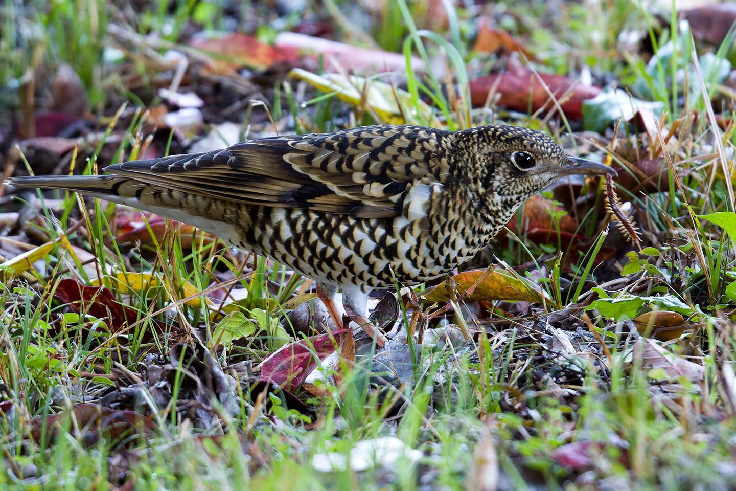 Canon EOS 60D + TAMRON SP 150-600mm F/5-6.3 Di VC USD (A011) and DxO PureRAW 3