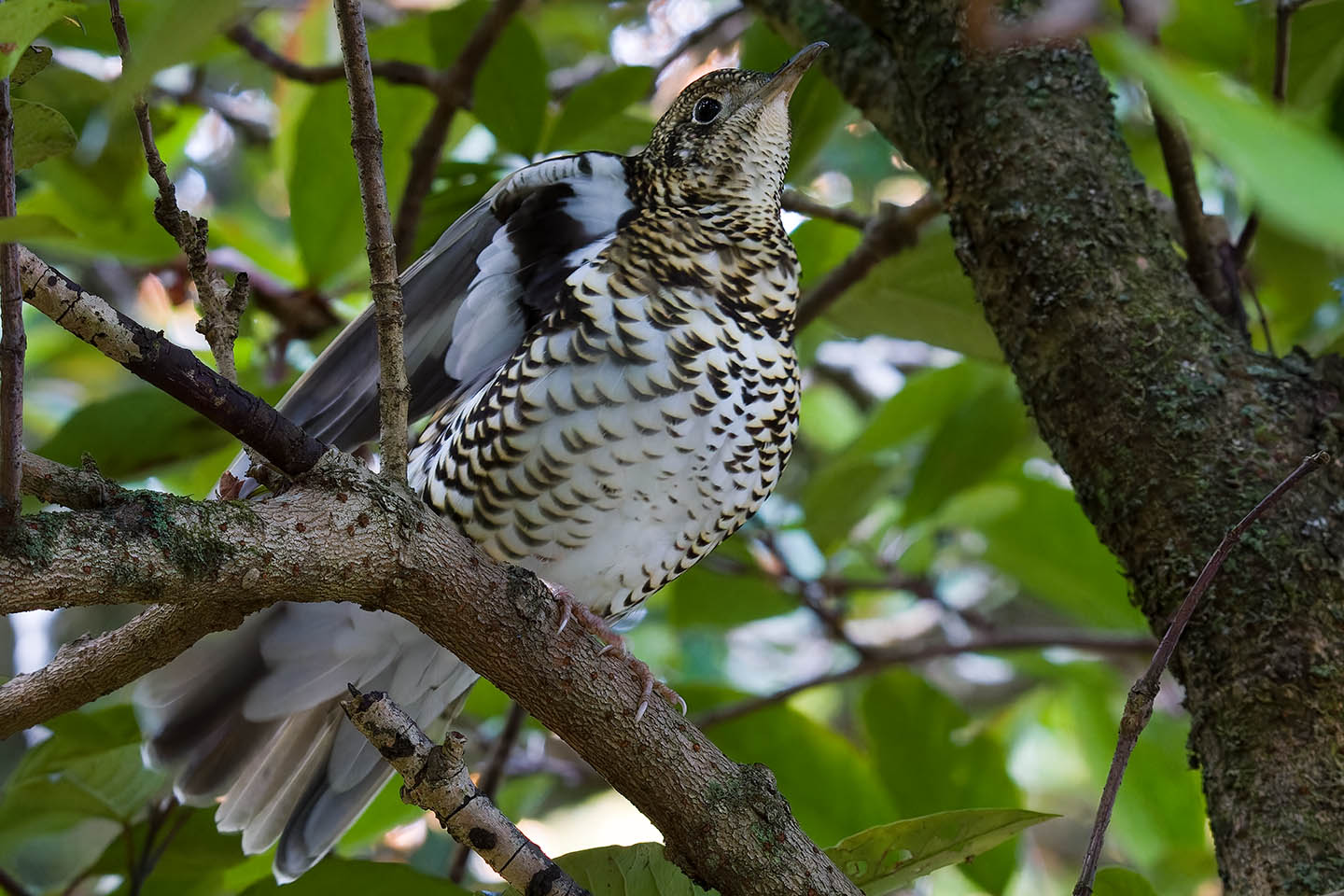 Canon EOS 60D + TAMRON SP 150-600mm F/5-6.3 Di VC USD (A011) and DxO PureRAW 3