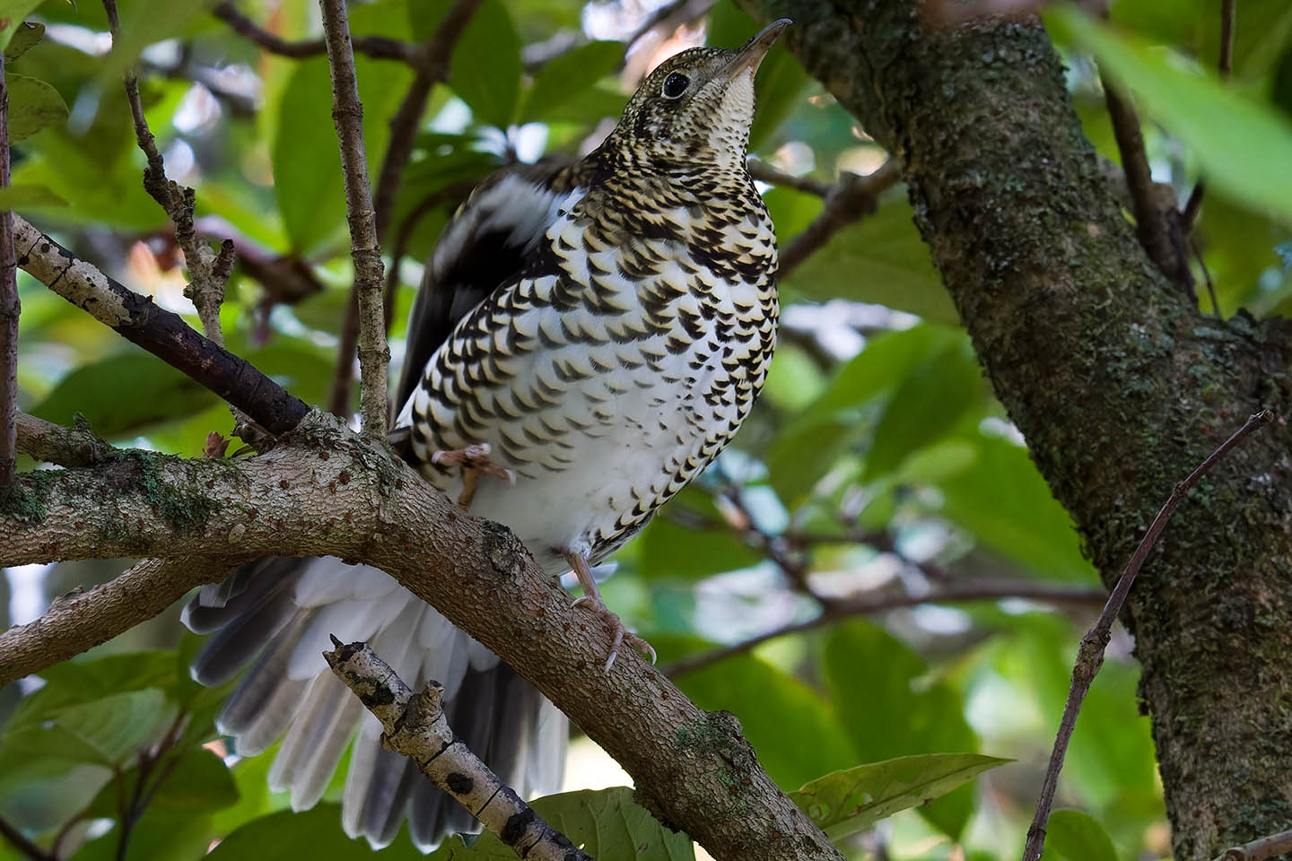 Canon EOS 60D + TAMRON SP 150-600mm F/5-6.3 Di VC USD (A011) and DxO PureRAW 3