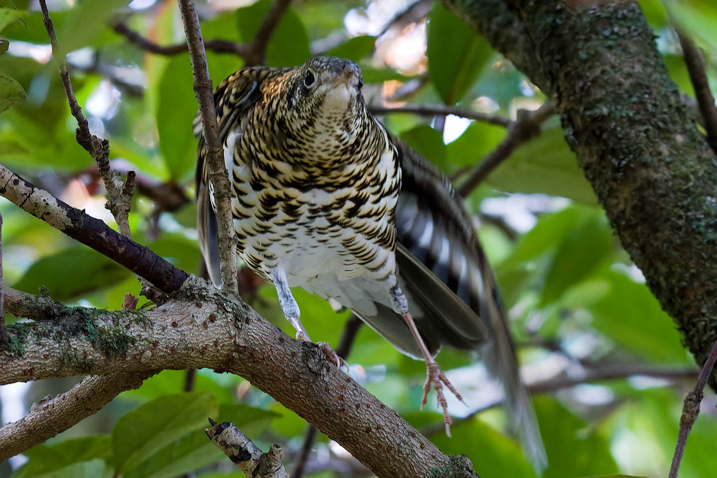 Canon EOS 60D + TAMRON SP 150-600mm F/5-6.3 Di VC USD (A011) and DxO PureRAW 3