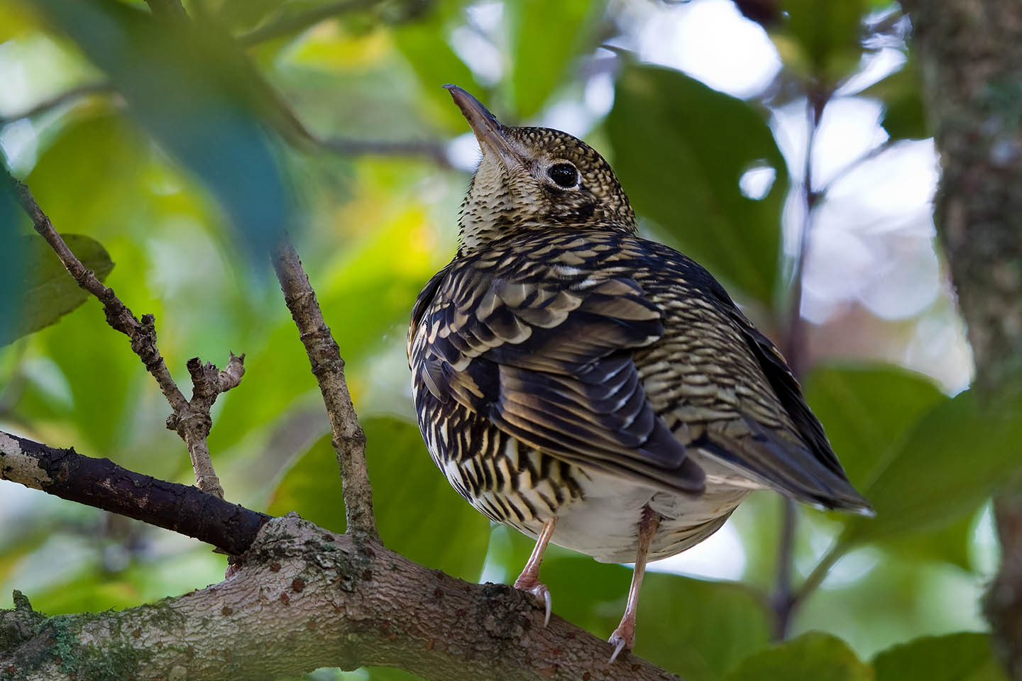 Canon EOS 60D + TAMRON SP 150-600mm F/5-6.3 Di VC USD (A011) and DxO PureRAW 3