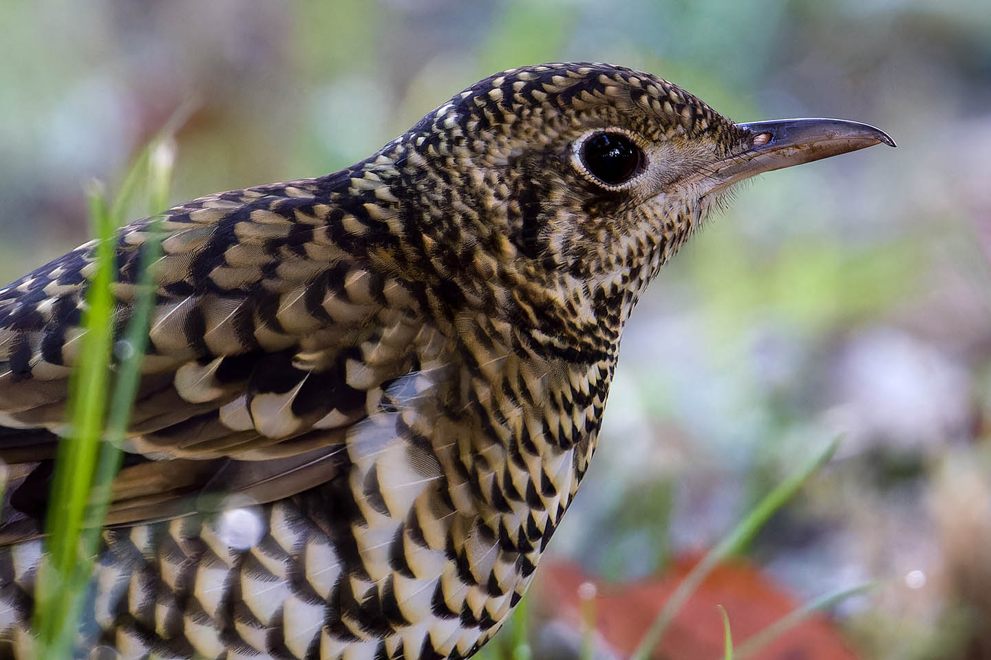 Canon EOS 60D + TAMRON SP 150-600mm F/5-6.3 Di VC USD (A011) and DxO PureRAW 3