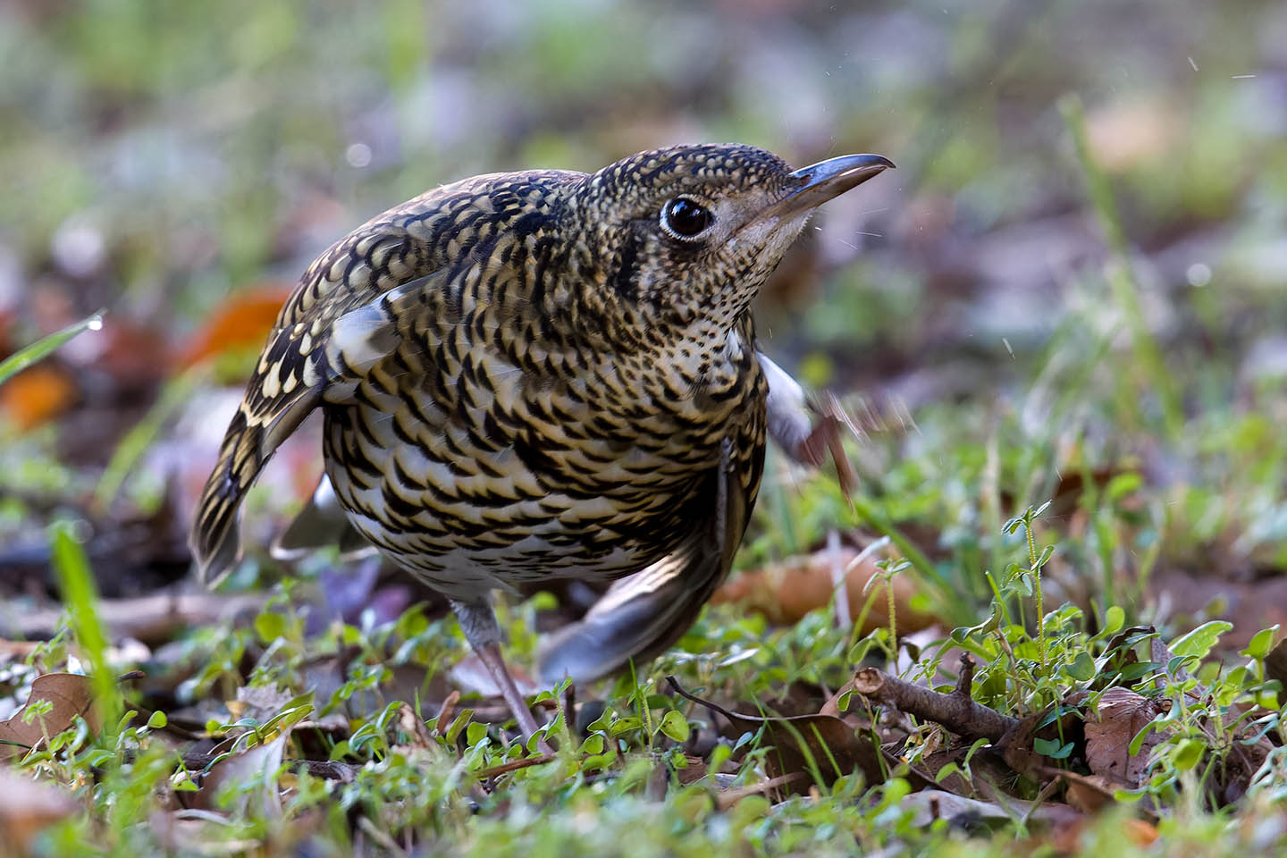 Canon EOS 60D + TAMRON SP 150-600mm F/5-6.3 Di VC USD (A011) and DxO PureRAW 3