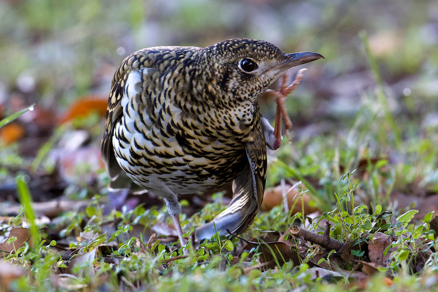 Canon EOS 60D + TAMRON SP 150-600mm F/5-6.3 Di VC USD (A011) and DxO PureRAW 3