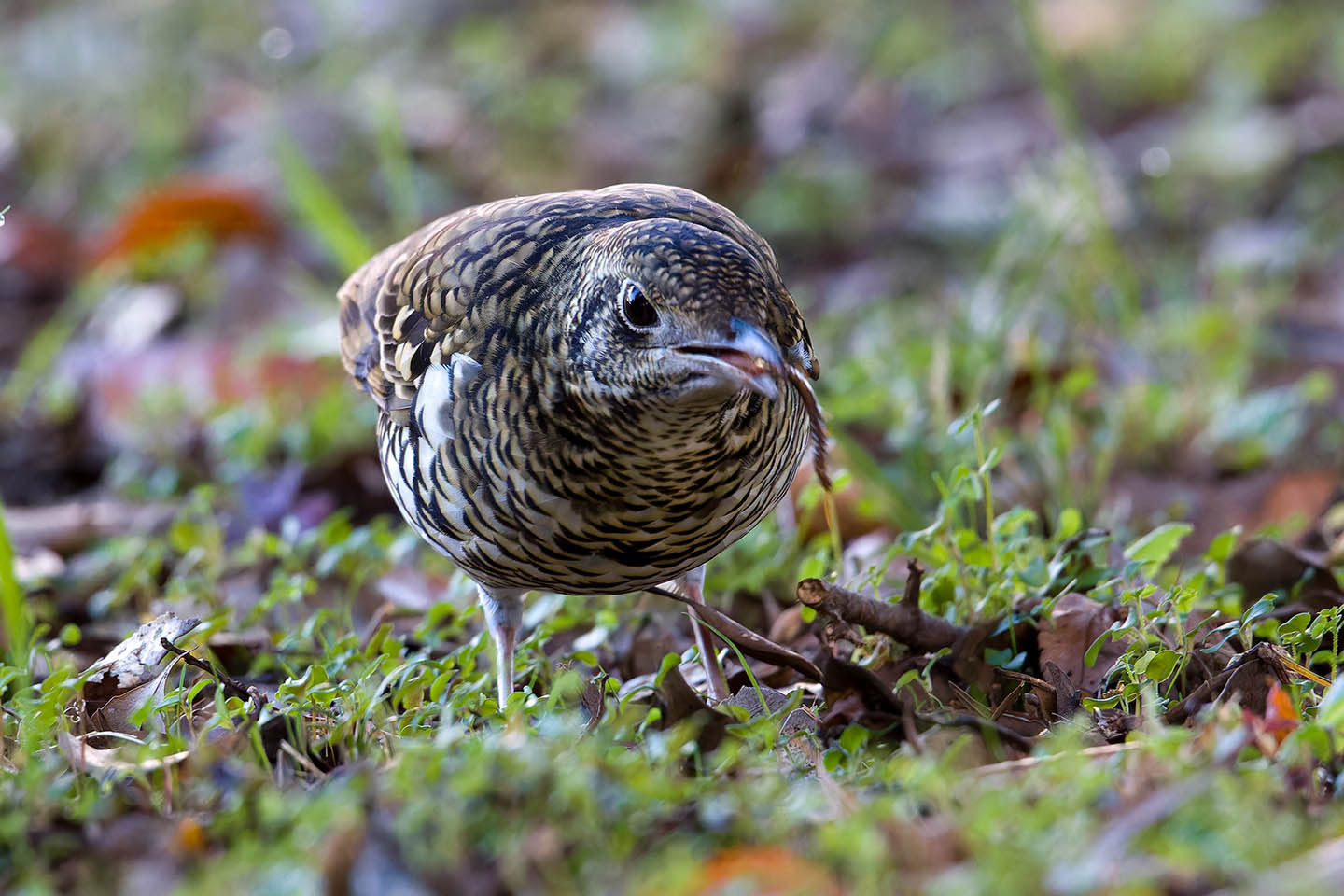 Canon EOS 60D + TAMRON SP 150-600mm F/5-6.3 Di VC USD (A011) and DxO PureRAW 3