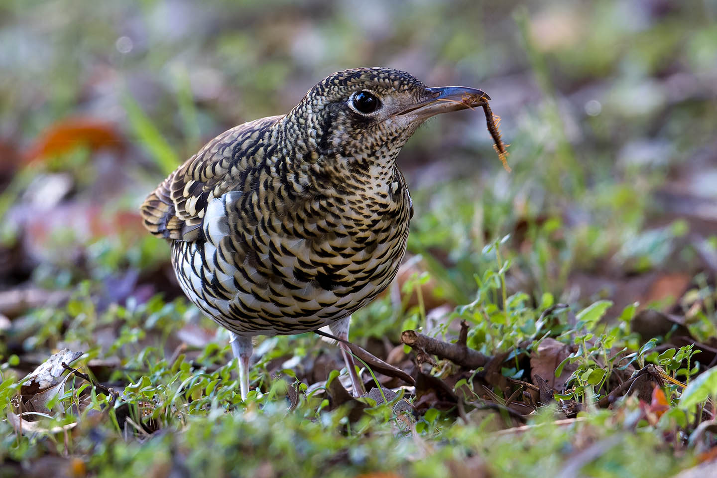 Canon EOS 60D + TAMRON SP 150-600mm F/5-6.3 Di VC USD (A011) and DxO PureRAW 3